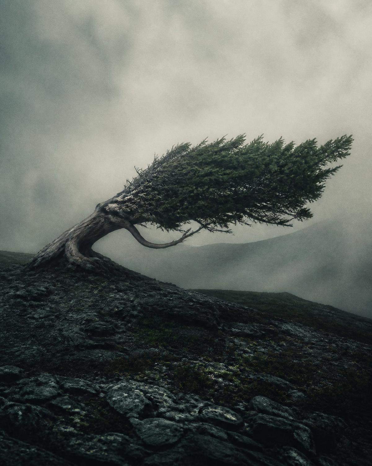 The Bent Tree